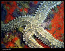 Estrella de mar comn - Masthasterias glacialis