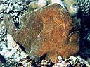 Un pez rana Antennarius commersoni mimetizándose con el fondo