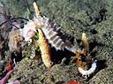 Un bello ejemplar de caballito de mar, Hippocampus histrix