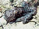 Un pulpo azulado Octopus cyanea