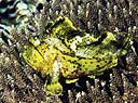 Un pez rana Taenianotus triacanthus mimetizado sobre un coral