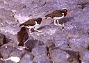 Varios pájaros ostreros buscando su comida