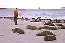 Para un visitante oriundo del Mediterráneo, sorprende encontrarse con estos parientes lejanos de las focas en la playa, en gran cantidad y además que no se asustan de la presencia humana. Cabe decir que en Galapágos está terminantemente prohibido tocar a los animales.