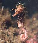 Caballito de Mar (Hippocampus ramulosus)