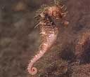 Caballito de Mar (Hippocampus ramulosus)