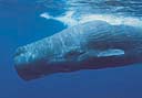 El cachalote (Physeter macrocephalus) es el representante más grande de  los cetáceos con dientes (odontocetos).