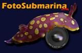 FOTOSUBMARINA.COM: Las fotos submarinas del grupo M@re Nostrum