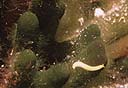 Especie sin identificar sobre alga Codium