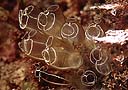 Tunicados (Clavellina lepadiformis)