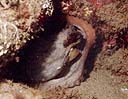 Pulpo (Octopus vulgaris) Su color blanco denota miedo.