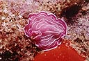 Planaria Prothescereaus roseus
