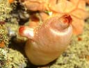 Ascidia Halocynthia papillosa