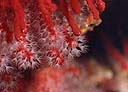 Corallium rubrum