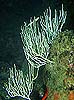 Eunicella singularis, la gorgònia més comuna de les nostres costes