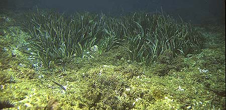 Praderia de Posidonia oceanica