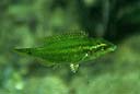 Tord de color verd conegut com a "peix posidonia"