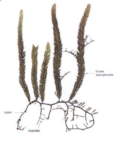 Diferentes partes de la Caulerpa Taxifolia