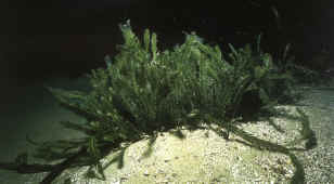 C. taxifolia sur fond sableux