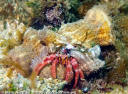 Cangrejo ermitaño gigante (Dardanus calidus) con varias anémonas simbióticas que casi le impiden el movimiento.