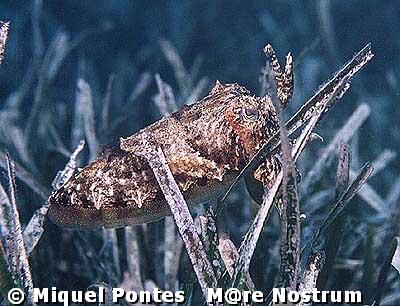 Sepia (Sepia officinalis) camuflándose entre la posidonia