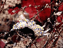 Cuthona caerulea