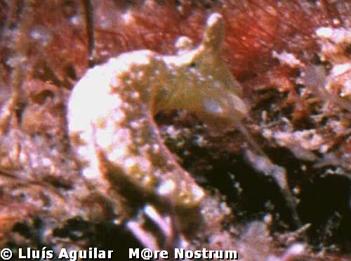 Elysia viridis separada momentaneamente de su alimento, un alga del gnero Codium