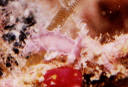 Marionia blainvillea juvenil? Algunos ejemplares juveniles presentan un color rosado translcido y se los puede encontrar sobre gorgonceos.