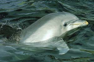 Delfín mular (Tursiops truncatus)