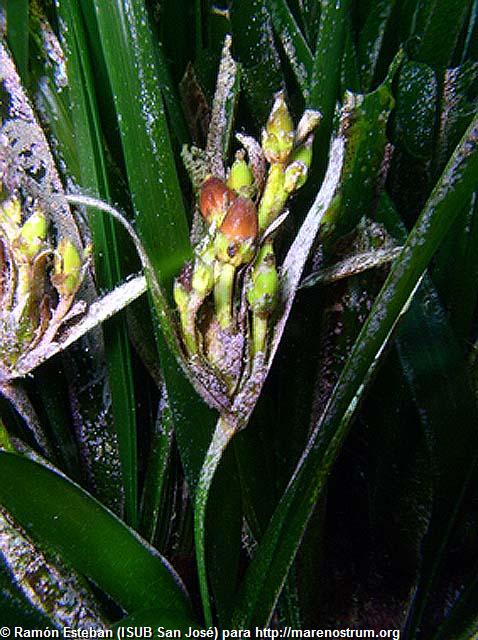 Resultat d'imatges de posidonia oceanica